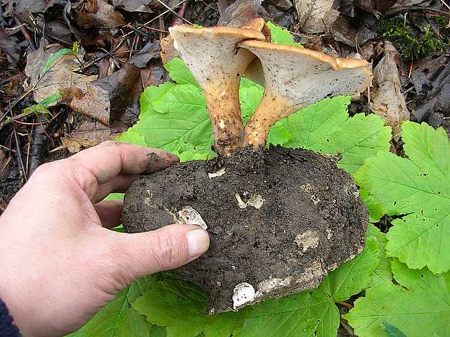 2005 :  Un anno di funghi